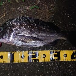 シーバス狙いが…