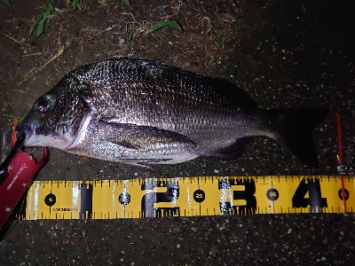 シーバス狙いが…