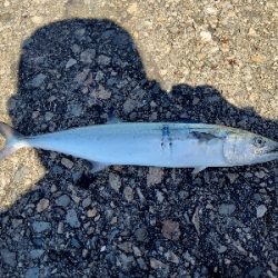 香住　青物遠征