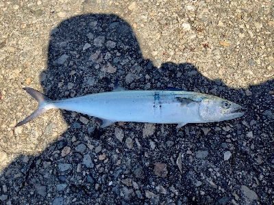 香住　青物遠征