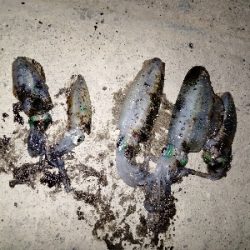 久美浜　アオリイカ、根魚遠征