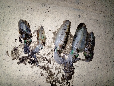 久美浜　アオリイカ、根魚遠征