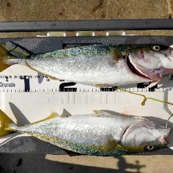 ハマチ45cmぐらい2匹