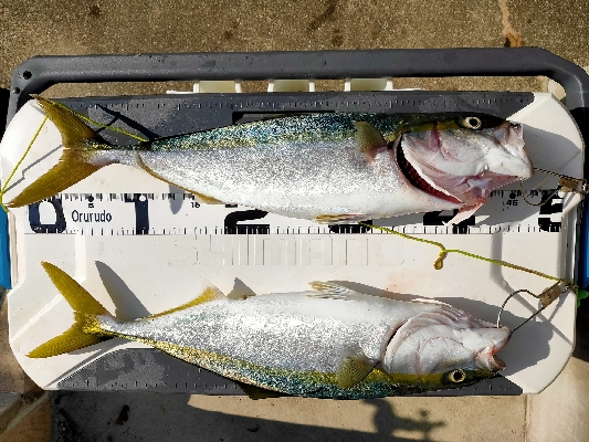 ハマチ45cmぐらい2匹