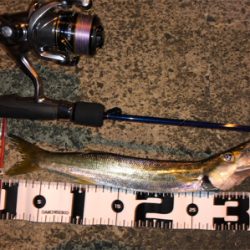 豆アジングのつもりが