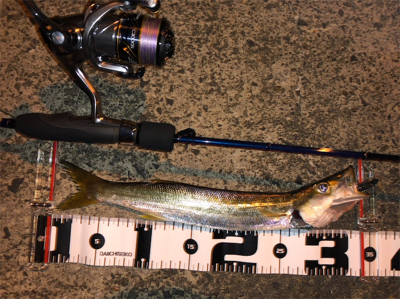 豆アジングのつもりが