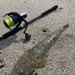 まだまだマゴチ釣れるかなぁ