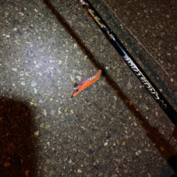 ナイトエギング