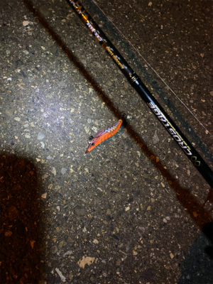 ナイトエギング