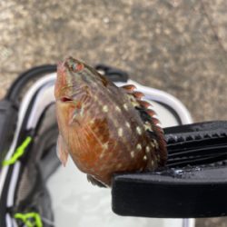 青物好調!人工島