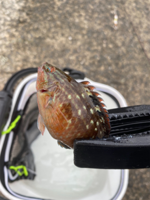 青物好調!人工島