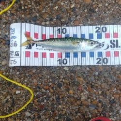 サバゲーでした