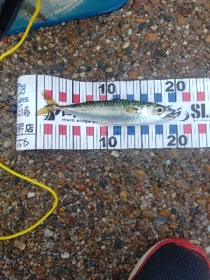 サバゲーでした