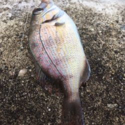 今年１発目の太刀魚調査