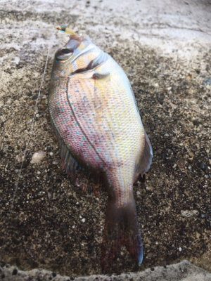 今年１発目の太刀魚調査