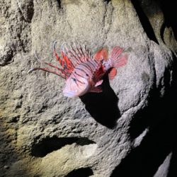 まだギリギリいるか