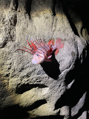 まだギリギリいるか