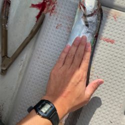 まだまだタチウオ