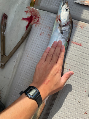 まだまだタチウオ