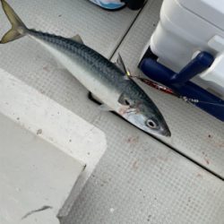 明石沖ジギング