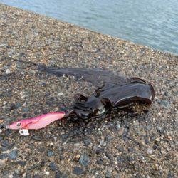 秋イカエギング