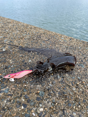 秋イカエギング