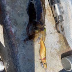 ボート　ジギング&タイラバ &エギング