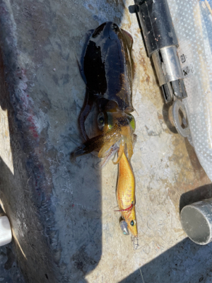 ボート　ジギング&タイラバ &エギング