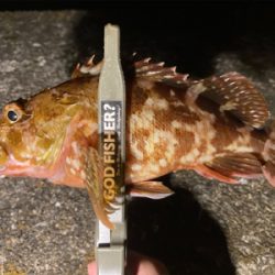 久々の釣行、癒しのガッシー