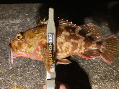 久々の釣行、癒しのガッシー