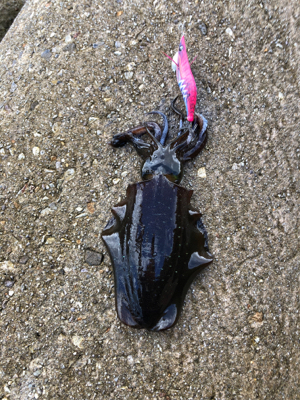 シーズン満喫、一週間で新子サイズアップ？