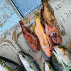 落とし込み釣り