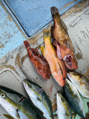 落とし込み釣り