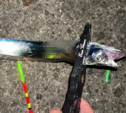 タチウオナイト