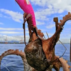 雨上がりでタコ