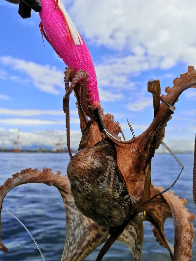 雨上がりでタコ