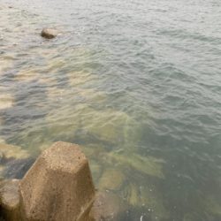 エギを通すと、ワラワラ^ ^