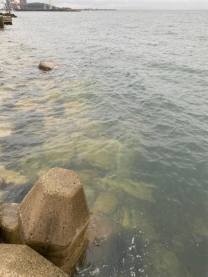 エギを通すと、ワラワラ^ ^