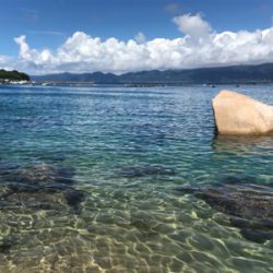 少し大きくなったアオリイカ