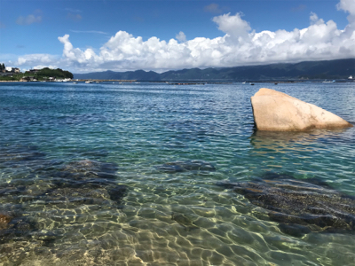 少し大きくなったアオリイカ