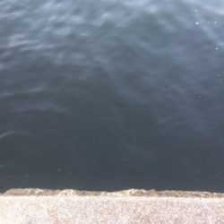 タチウオ狙うも