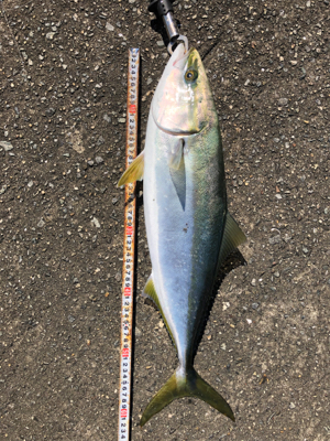 今季初メジロ！ノマセ釣り