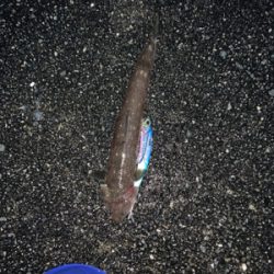 今年初の太刀魚