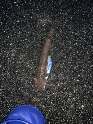 今年初の太刀魚