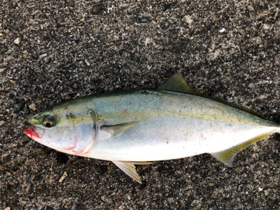 青物ボコボコ　祭りじゃ
