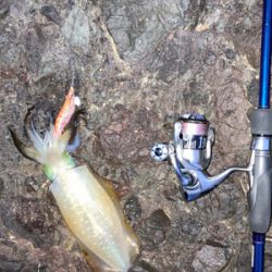 ロックショア４目魚