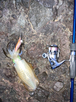 ロックショア４目魚