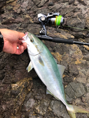 青物エギング日和