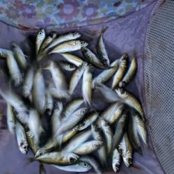 越前、常神アオリランガン