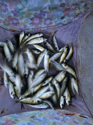 越前、常神アオリランガン